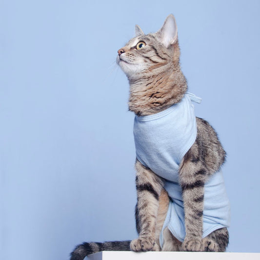Os Mitos e Verdades sobre a Esterilização de Animais de Estimação - Conforto Dos Patudos