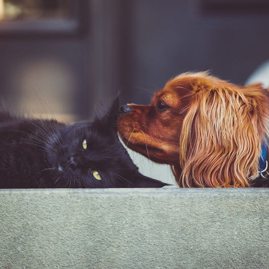 Os Segredos da Comunicação Canina e Felina - Conforto Dos Patudos