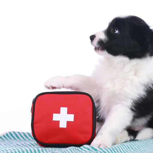Cães e Gatos em Emergências: Como Preparar-se - Conforto Dos Patudos