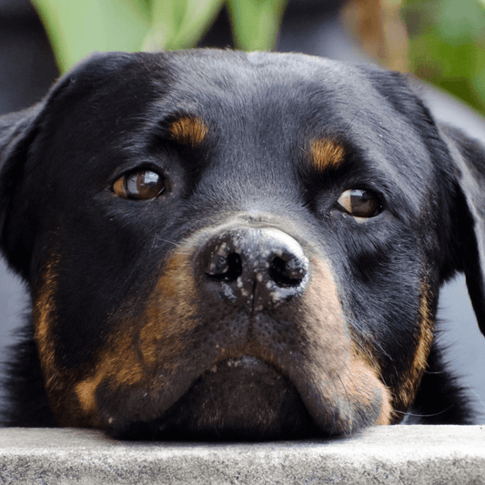 Como Lidar com o Stress em Cães e Gatos - Conforto Dos Patudos
