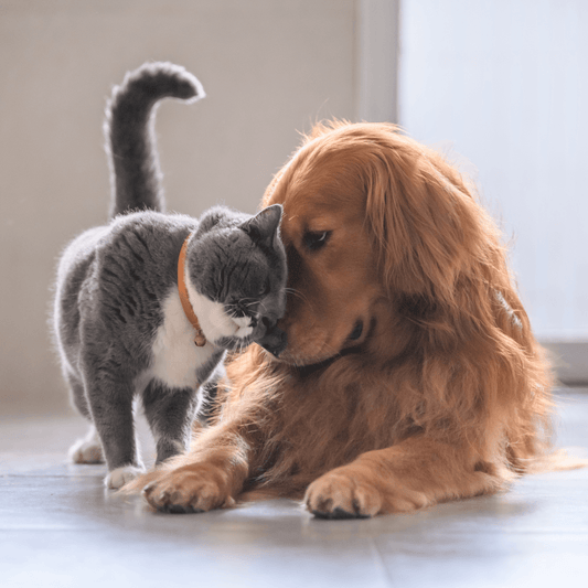 A Fascinante História das Raças de Cães e Gatos - Conforto Dos Patudos