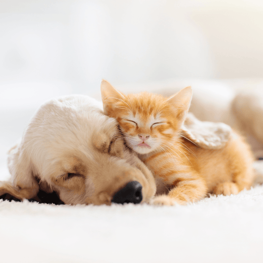 A Amizade Entre Cães e Gatos - Conforto Dos Patudos