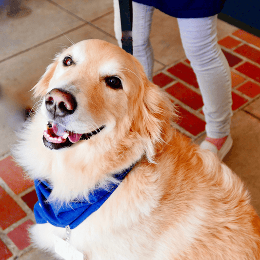 Os Benefícios da Terapia Assistida por Animais - Conforto Dos Patudos