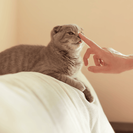 O Enigma da Personalidade dos Gatos - Conforto Dos Patudos