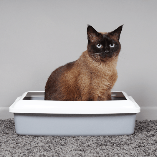 Como Treinar o Seu Gato a Usar a Caixa de Areia Corretamente - Conforto Dos Patudos