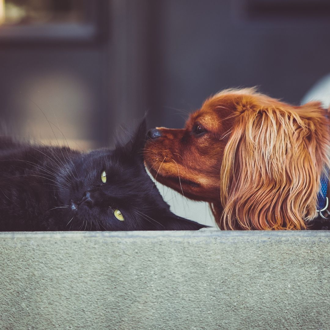 Os Segredos da Comunicação Canina e Felina - Conforto Dos Patudos