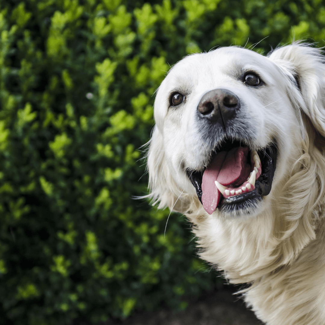 Como Cuidar da Saúde Dental do Seu Patudo: A Importância da Saúde Dental para Cães e Gatos - Conforto Dos Patudos