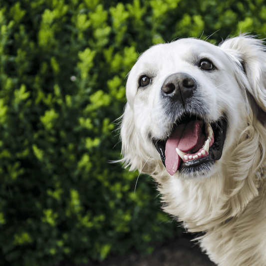 Como Cuidar da Saúde Dental do Seu Patudo: A Importância da Saúde Dental para Cães e Gatos - Conforto Dos Patudos