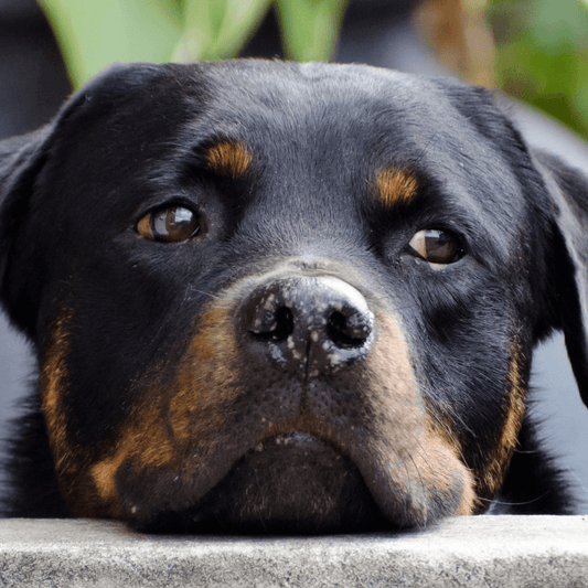 Como Lidar com o Stress em Cães e Gatos - Conforto Dos Patudos