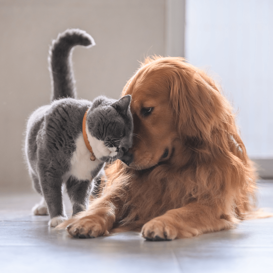 A Fascinante História das Raças de Cães e Gatos - Conforto Dos Patudos