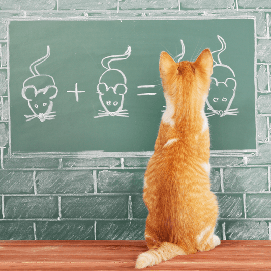 O Surpreendente Mundo da Inteligência Animal - Conforto Dos Patudos
