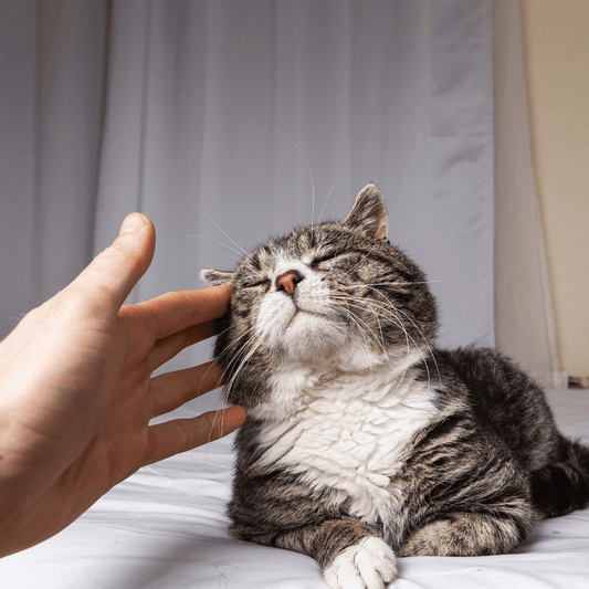 Como Cuidar de Cães e Gatos Idosos - Conforto Dos Patudos