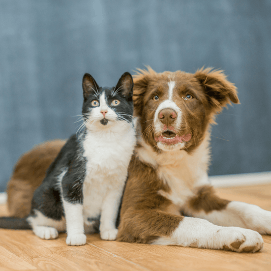 Curiosidades sobre a Visão e Audição dos Cães e Gatos - Conforto Dos Patudos