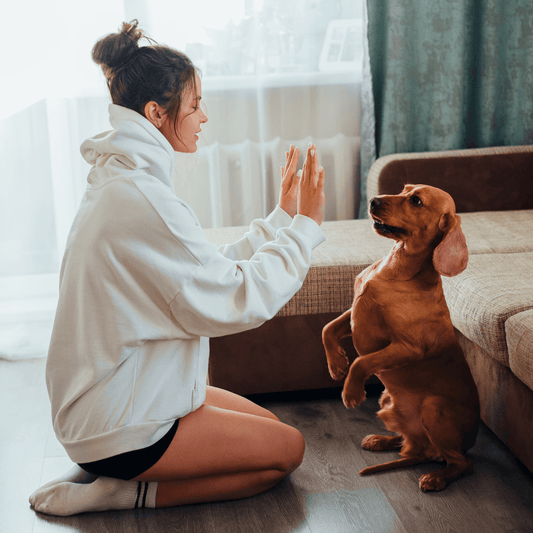 Como Ensinar Truques Divertidos ao Seu Cão ou Gato - Conforto Dos Patudos