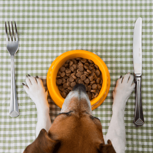 A Surpreendente Evolução da Alimentação para Animais de Estimação - Conforto Dos Patudos