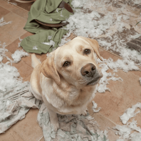 Como Prevenir Problemas Comportamentais em Cães e Gatos - Conforto Dos Patudos