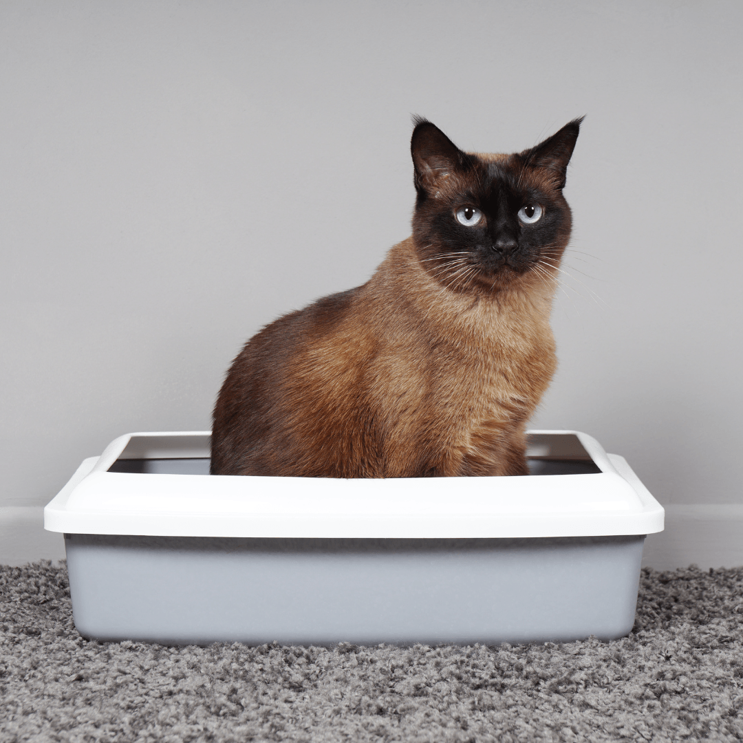 Como Treinar o Seu Gato a Usar a Caixa de Areia Corretamente - Conforto Dos Patudos