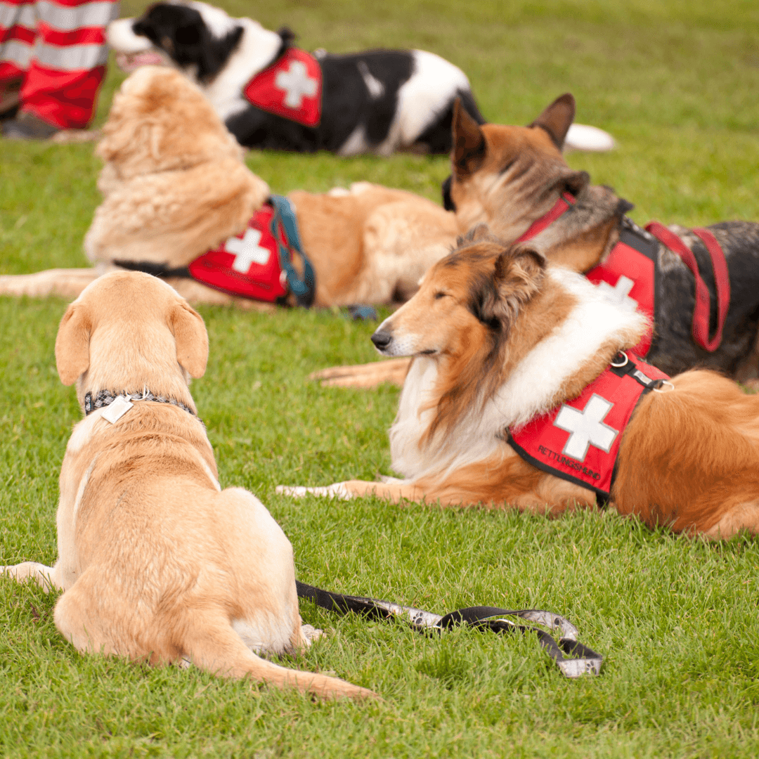 A Incrível Inteligência dos Cães de Trabalho - Conforto Dos Patudos