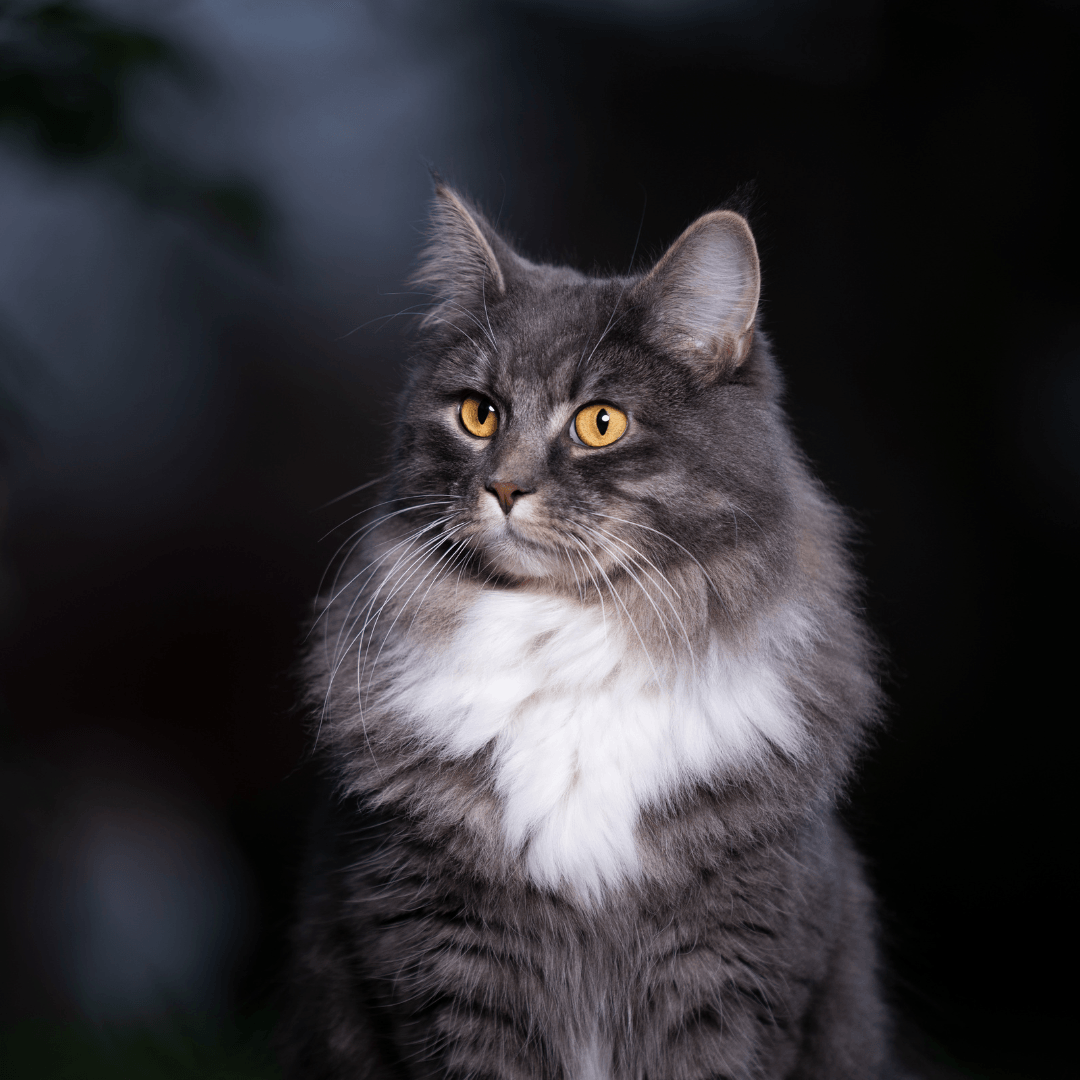 Curiosidades sobre a Visão Noturna dos Gatos - Conforto Dos Patudos