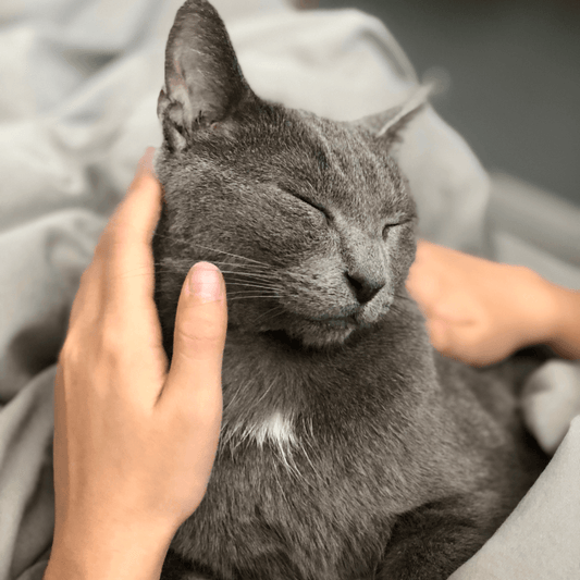 A Ciência do Ronronar dos Gatos - Conforto Dos Patudos