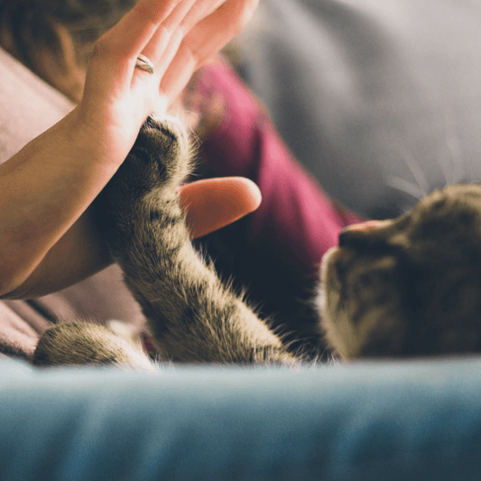5 Cuidados Essenciais Com o Seu Gato - Conforto Dos Patudos